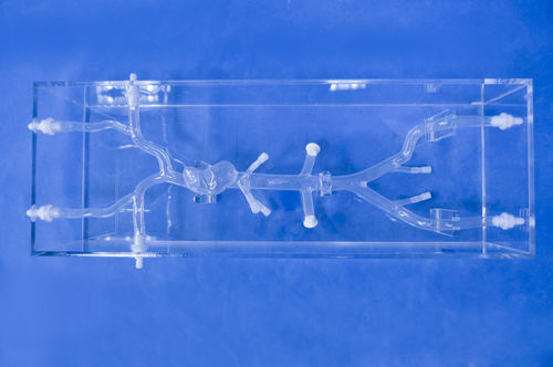 Modello anatomico di cuore - XXD017 - Trando 3D Medical Technology - di vena cava / didattico / trasparente