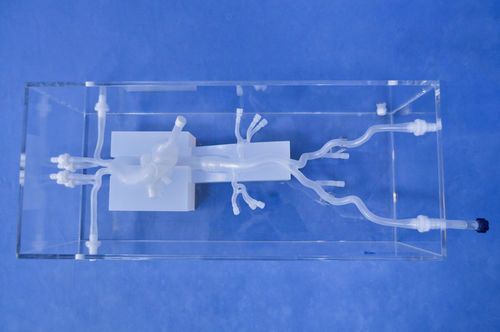 Modello anatomico cardiaco - XXD020 - Trando 3D Medical Technology - di arteria / per chirurgia mini-invasiva / didattico