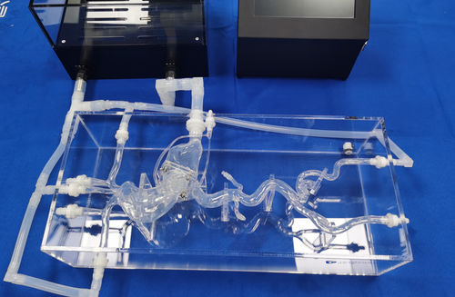 Modello vascolare di arterie coronarie - XXS020 - Trando 3D Medical Technology - cardiaco / di vasi sanguigni / di arteria