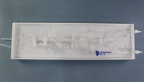 Modello vascolare intracranico - SJX010-1 - Trando 3D Medical Technology - di vasi sanguigni / di arteria femorale / di addome