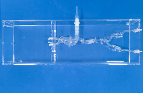 Modello vascolare cardiaco - XXD027 - Trando 3D Medical Technology - di gamba / di vasi sanguigni / di arteria