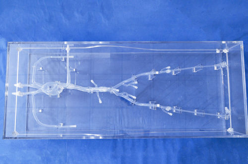 Modello vascolare cardiaco - XXS008 - Trando 3D Medical Technology - di vasi sanguigni / arti inferiori / per chirurgia mini-invasiva