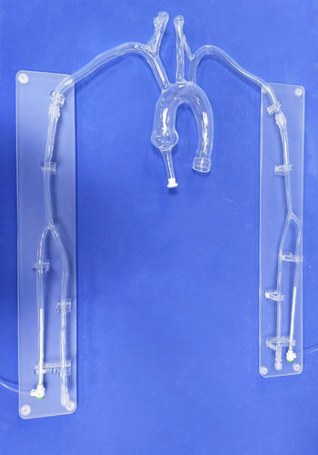 Modello anatomico di cuore - XX001D1 - Trando 3D Medical Technology - toracico / per chirurgia mini-invasiva / didattico