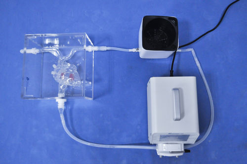 Modello anatomico di cuore - XX-003J - Trando 3D Medical Technology - di vena cava / per chirurgia mini-invasiva / didattico