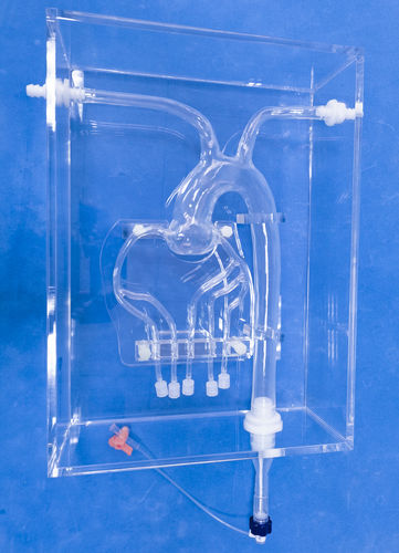 Modello anatomico di arterie coronarie - XXK001D - Trando 3D Medical Technology - di arteria / di dimostrazione / trasparente