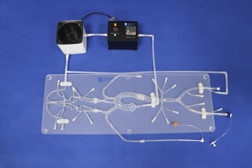 modello vascolare per neurologia - Trando 3D Medical Technology