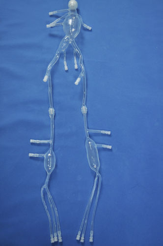 Modello anatomico di gamba - XZ002D - Trando 3D Medical Technology - di arteria / didattico / di aneurisma