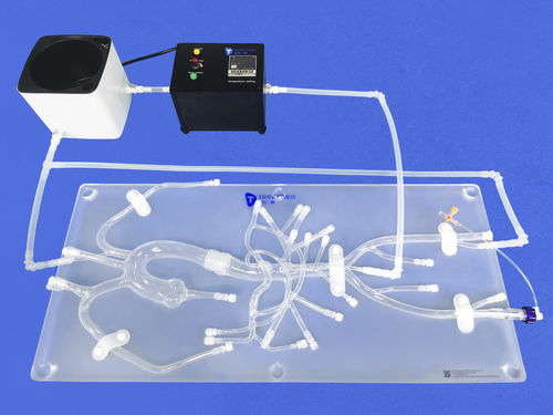 modello anatomico addominale - Trando 3D Medical Technology