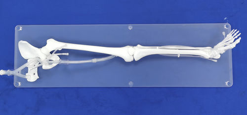 Modello anatomico arti inferiori - XXD004 - Trando 3D Medical Technology - per chirurgia mini-invasiva / didattico / trasparente