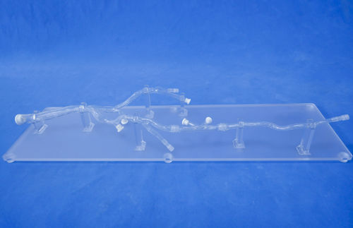 Modello anatomico arti inferiori - XXD002 - Trando 3D Medical Technology - per chirurgia mini-invasiva / didattico / trasparente