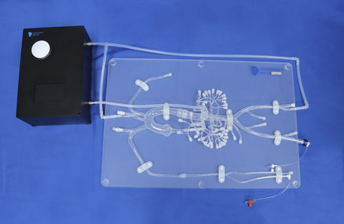 Modello anatomico addominale - FBD004 - Trando 3D Medical Technology - per chirurgia mini-invasiva / didattico / trasparente