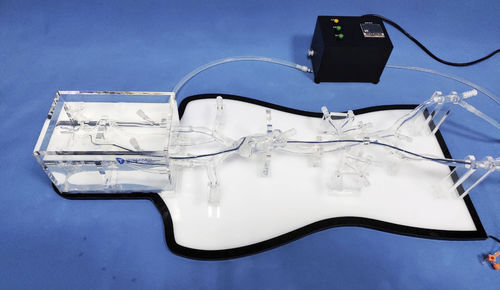 Modello anatomico di corpo intero - NMVS-EDU021 - Trando 3D Medical Technology - per chirurgia mini-invasiva / per neurologia / didattico