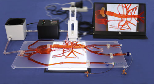 Modello anatomico addominale - AIT010D - Trando 3D Medical Technology - per chirurgia mini-invasiva / didattico / trasparente
