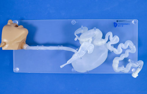 Modello anatomico di testa - XHG-11-5 - Trando 3D Medical Technology - di stomaco / di esofago / di duodeno