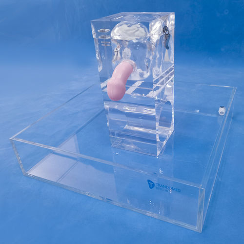 Modello anatomico rene - MN-02-06 - Trando 3D Medical Technology - vescica / uretere / di organi genitali maschili
