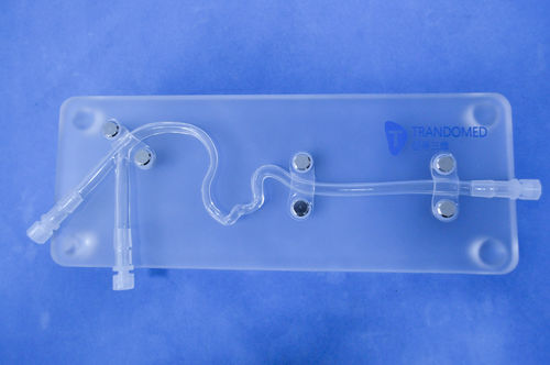 Modello anatomico di arteria carotide - SJJ003D - Trando 3D Medical Technology - didattico / per trombectomia / di stenosi