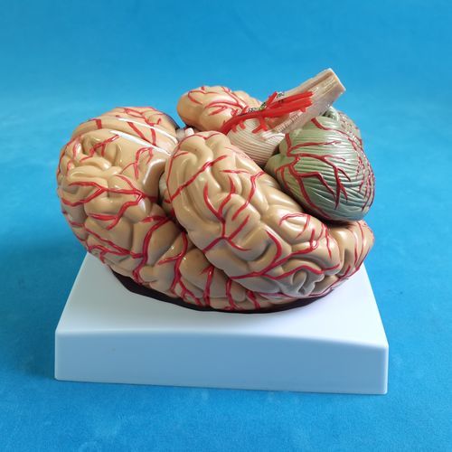 Modello anatomico di cervello - SDL009 - Trando 3D Medical Technology - didattico / trasparente / flessibile