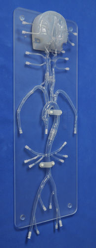 Modello anatomico intracranico - SJ005D - Trando 3D Medical Technology - di arteria / di arteria femorale / di arteria carotide
