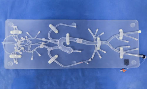 Modello anatomico intracranico - SJ001D-06 - Trando 3D Medical Technology - per chirurgia mini-invasiva / neurochirurgico / didattico