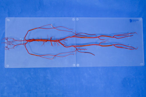 Modello vascolare di vasi sanguigni - SDL008 - Trando 3D Medical Technology - di corpo intero / didattico / trasparente