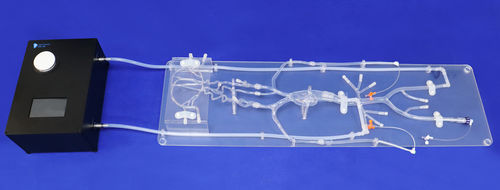 modello vascolare per neurologia - Trando 3D Medical Technology