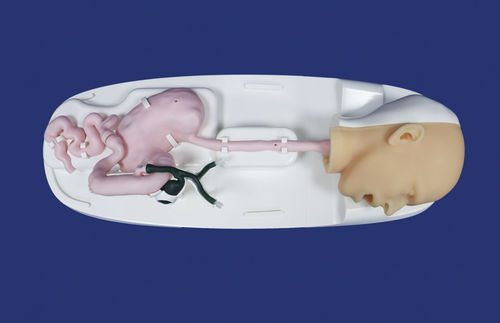 Modello anatomico di testa - XHG-11-05 - Trando 3D Medical Technology - di stomaco / di esofago / di duodeno