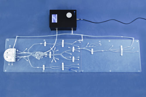 Modello vascolare per accesso vascolare - FA004D - Trando 3D Medical Technology - di sistema circolatorio / di corpo intero / per chirurgia mini-invasiva