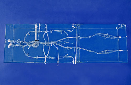 Modello anatomico di arterie coronarie - SJX004 - Trando 3D Medical Technology - di arteria / di arteria carotide / addominale