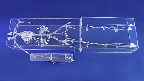 Modello anatomico cardiaco - FA002D - Trando 3D Medical Technology - arti inferiori / addominale / di vasi sanguigni