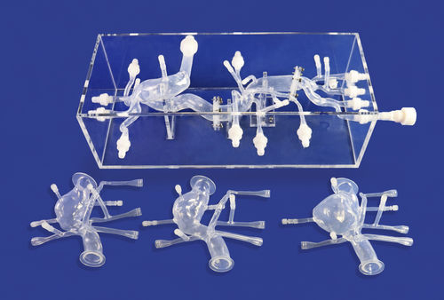 Modello anatomico cardiaco - FBD012 - Trando 3D Medical Technology - addominale / di vasi sanguigni / didattico