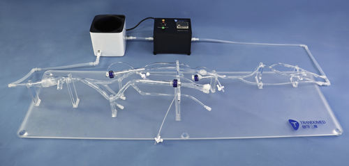 Modello anatomico di arteria - XZJ003 - Trando 3D Medical Technology - di vena cava / di vena / arti inferiori