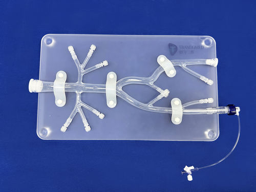 Modello vascolare di arteria femorale - FBD025 - Trando 3D Medical Technology - di vasi sanguigni / addominale / didattico