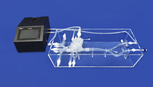 Modello anatomico di vena - XXS004J - Trando 3D Medical Technology - di cuore / di arteria / arti inferiori