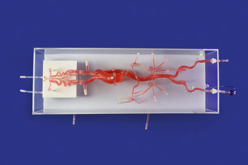 Modello vascolare di vasi sanguigni - SJ001D-014 - Trando 3D Medical Technology - di Poligono di Willis / di nervo / intracranico