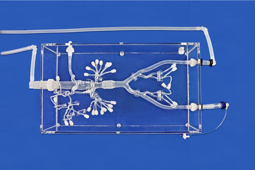 Modello vascolare renale - FBD028 - Trando 3D Medical Technology - addominale / di arteria femorale / di vasi sanguigni