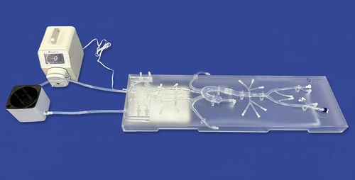 Modello vascolare di nervo - SJ001D-013 - Trando 3D Medical Technology - di arterie coronarie / aorta addominale / per neurologia