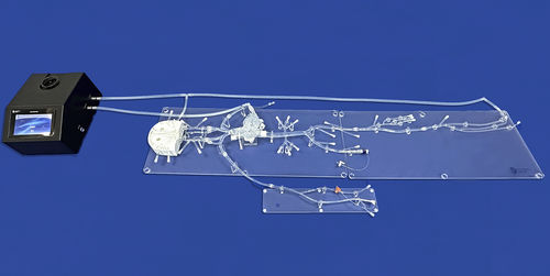 Modello vascolare di cuore - FA009D - Trando 3D Medical Technology - addominale / di arteria femorale / di arteria carotide
