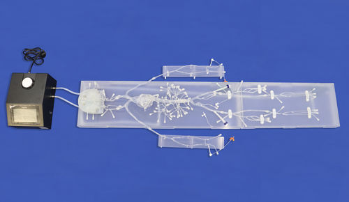 Modello vascolare cerebrale - FA007D - Trando 3D Medical Technology - di nervo / addominale / di vasi sanguigni