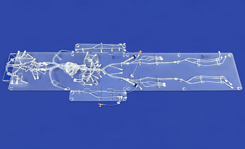 Modello vascolare di cuore - FA010D - Trando 3D Medical Technology - addominale / di arteria femorale / di arteria carotide