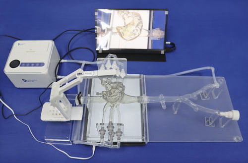 Modello vascolare di cuore - PV001 - Trando 3D Medical Technology - di arteria carotide / di vasi sanguigni / di arterie coronarie