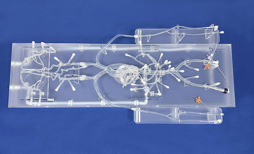 Modello vascolare di cuore - QS002D-03 - Trando 3D Medical Technology - addominale / di corpo intero / di arteria