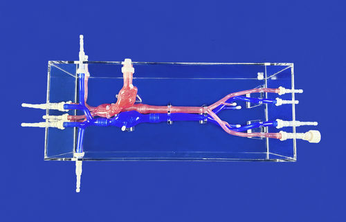 Modello vascolare di cuore - XXK001DJ-02 - Trando 3D Medical Technology - di arteria femorale / di arteria carotide / di vasi sanguigni