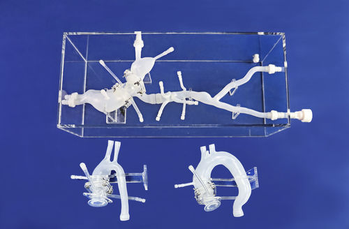 Modello vascolare di arteria femorale - FBD014 - Trando 3D Medical Technology - aorta addominale / arteria iliaca / di vasi sanguigni