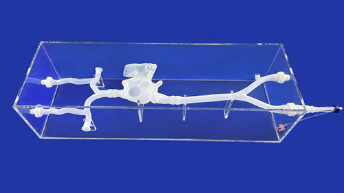 Modello anatomico di vena cava - XXS007J - Trando 3D Medical Technology - di vasi sanguigni / per cardiochirurgia / didattico