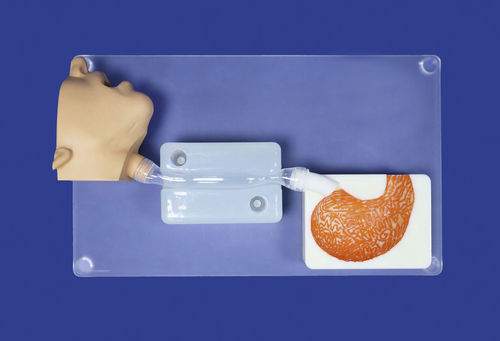 Modello vascolare addominale - XI - Trando 3D Medical Technology - per chirurgia / didattico / trasparente