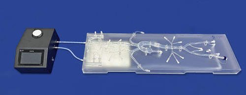 Modello vascolare di Poligono di Willis - SJ001D-013 - Trando 3D Medical Technology - di nervo / intracranico / per neurologia