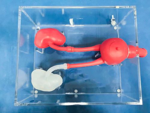 Simulatore didattico - MN-02-1 - Trando 3D Medical Technology - per ureterscopia / per chirurgia / di pelvi