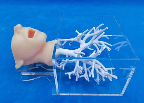 modello anatomico di testa - Trando 3D Medical Technology