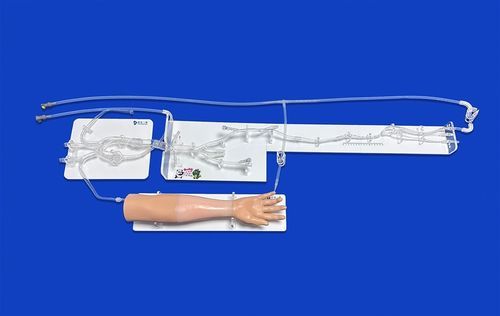 Modello vascolare di corpo intero - FAX007D - Trando 3D Medical Technology - di arteria / di vasi sanguigni / di adulto