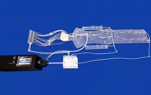 Modello vascolare di vasi sanguigni - FAX002D - Trando 3D Medical Technology - di arteria / di corpo intero / di arteria